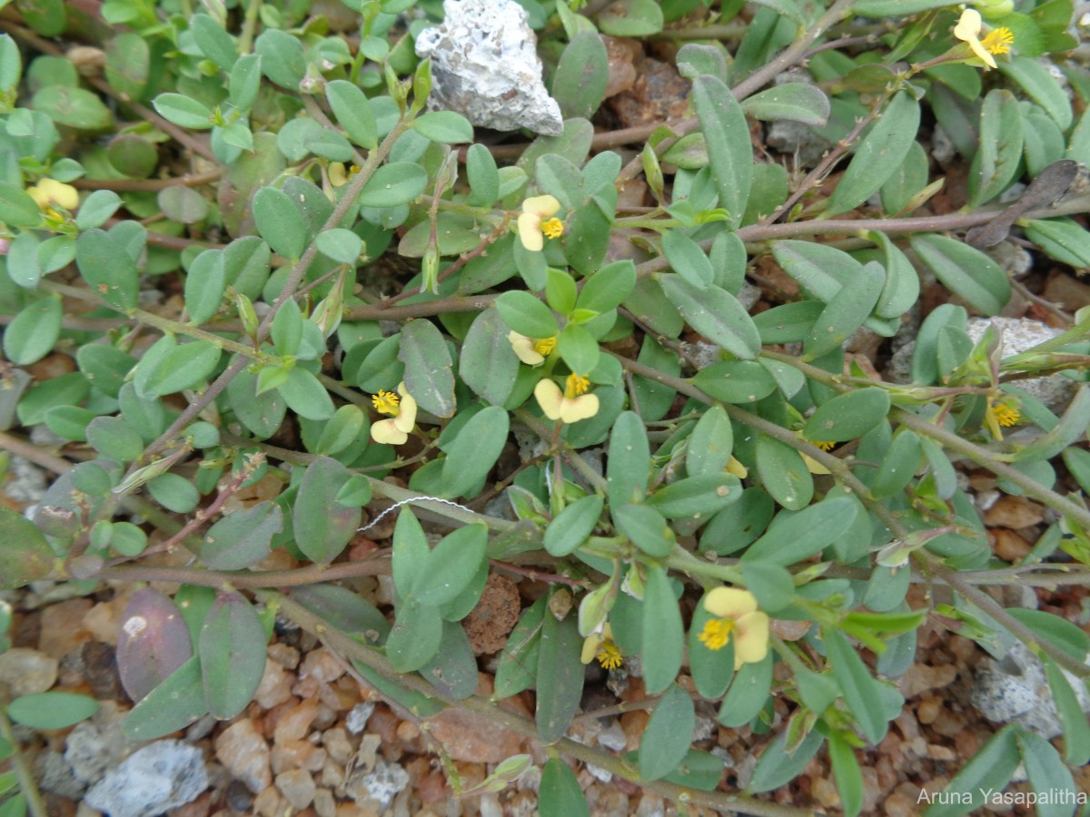 Polygala chinensis L.